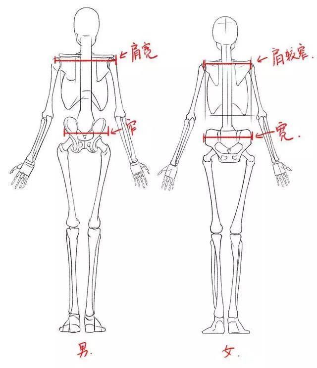 绘画中的骨骼肢体详细画法!想进阶的绘画初学者可以看看