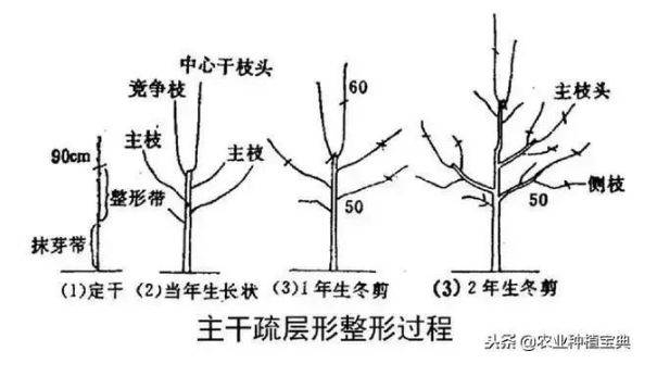 梨树修剪5种树形,哪种较好?优缺点对比,来看专家指导!