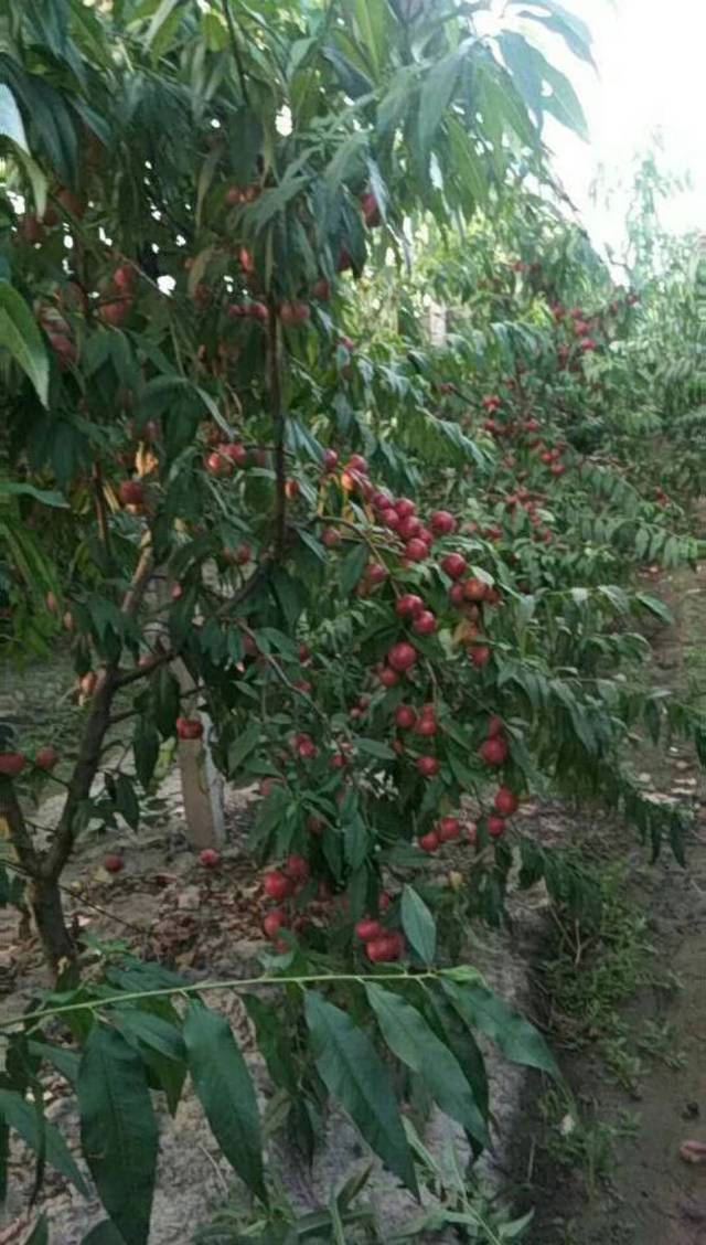 珍珠枣油桃苗亩产效益高珍珠枣油桃苗