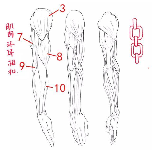 人体肌肉轮廓怎么画?一篇文章带你认识人体的所有肌肉