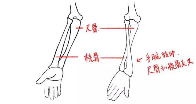 2.绘画小臂骨骼