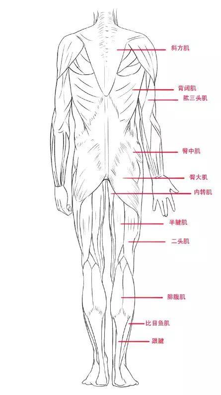 人体肌肉轮廓怎么画?一篇文章带你认识人体的所有肌肉