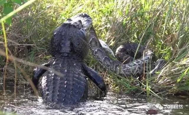实拍鳄鱼与蟒蛇的争斗,鳄鱼狂甩吞食长达4米的蟒蛇!
