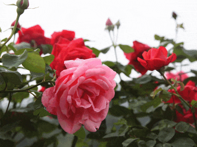 点赞僰王山镇!昔日