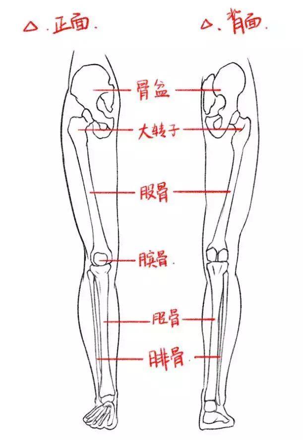 绘画腿的骨骼