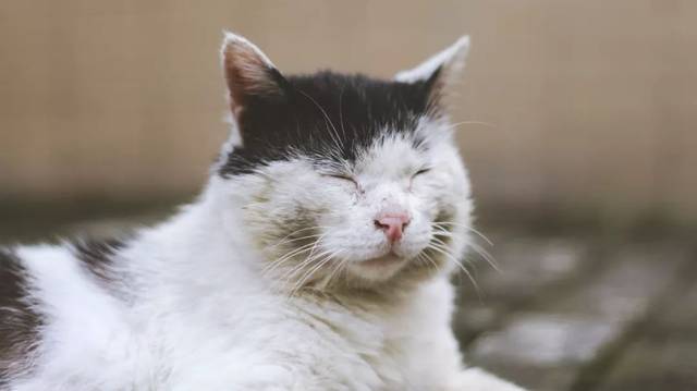 假如猫咪会发朋友圈