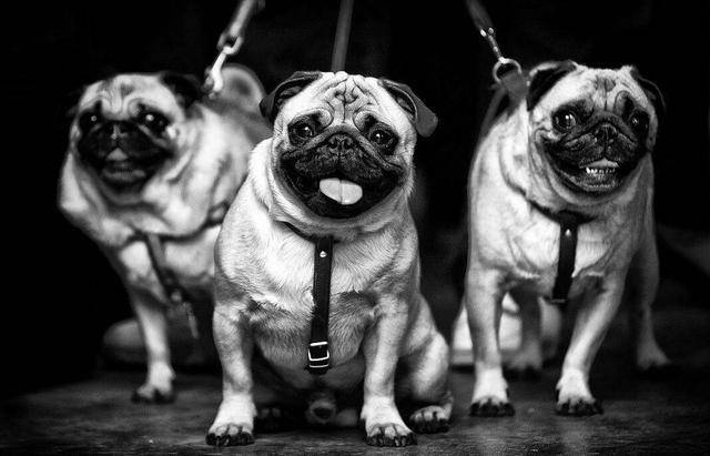 训练巴哥犬时,主人不要犯这些错误,不然会更难