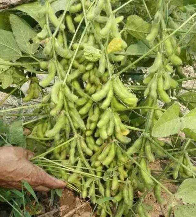 农民种大豆,避免大豆荚而不实,做好这6点,大豆籽粒饱满产量高