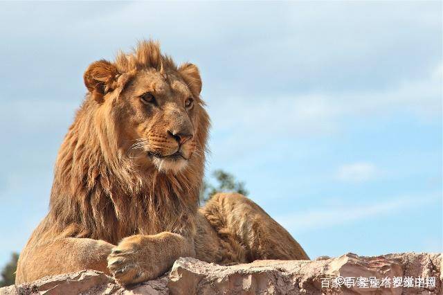 张学友碧昂丝对唱狮子王,巨蟹王大战处女后,哪