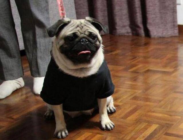 训练巴哥犬时,主人不要犯这些错误,不然会更难