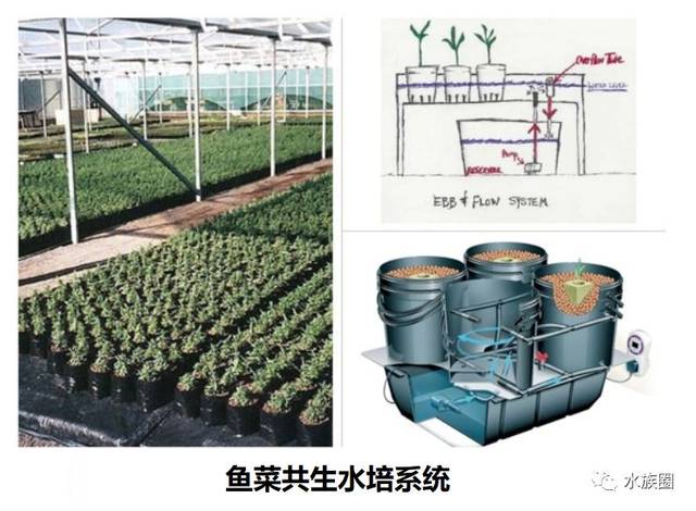 脑洞大开城市养鱼又能种菜,看看国内国外高手的成果!