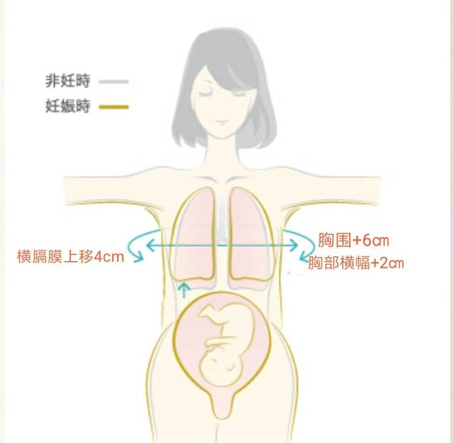 怀孕后孕妈的内脏被挤到哪里去了4张图告诉你看完真的很心疼