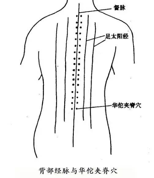 2. 背俞穴及华佗夹脊穴