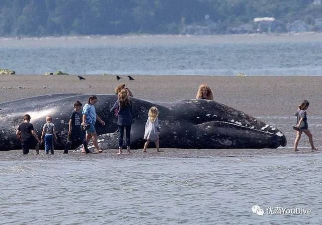 全球大量灰鲸异常死亡你知道吃磷虾油是和鲸鱼抢食物吗