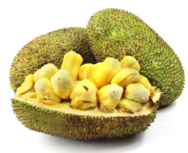 雷州人竟然有这样的操作:试种榴莲味菠萝蜜树并获得成功,将改写