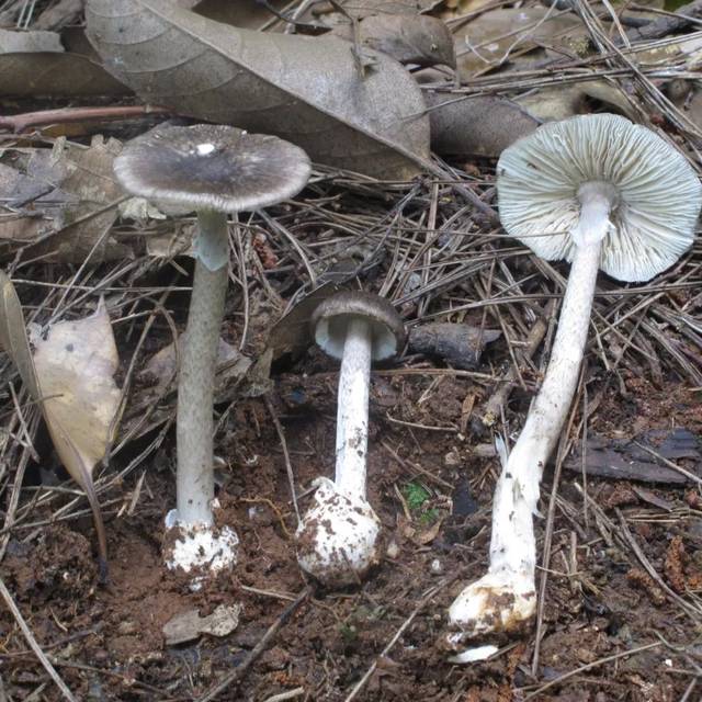常见的毒蘑菇: 鹅膏属的灰花纹鹅膏,致命鹅膏,裂皮鹅膏,假淡红鹅膏和