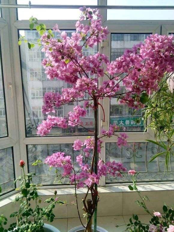 修剪三角梅,记住一个"时间",花儿开成团,满枝都是花,好美