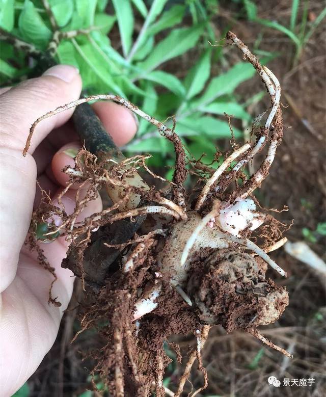 魔芋将迎来第二次大劫难,请做好预防措施.