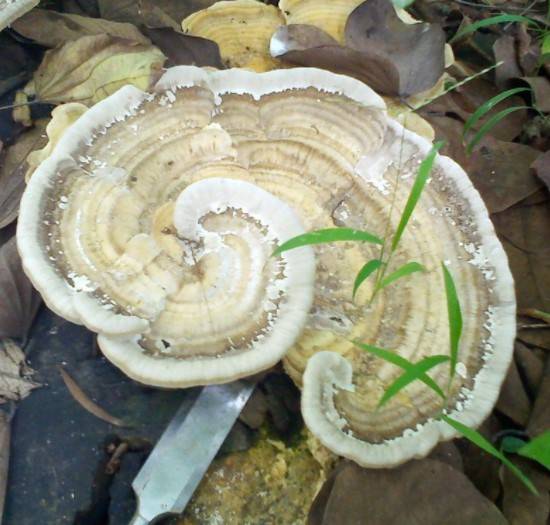 白灵芝怎么吃?白灵芝吃法大全