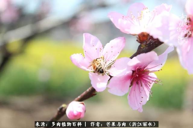 芒果与多肉是我的全部:90后小阿姨的养肉养娃