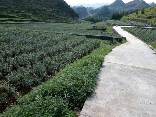 板场镇:"四举措"发展壮大农村集体经济