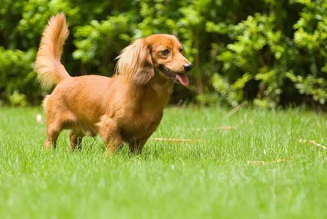 打猎什么狗嗅觉最好!十大优秀嗅觉猎犬!