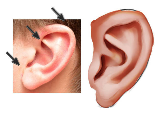 怎么画耳朵?