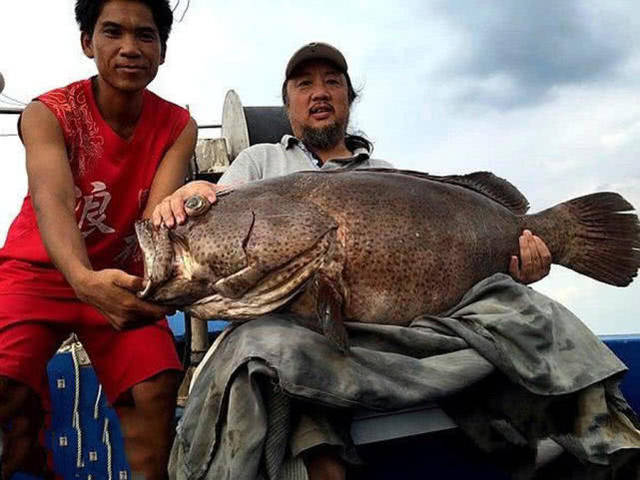 石斑鱼属于肉食性凶猛鱼类,幼鱼时以底栖甲壳类为主食,成鱼时以鱼类