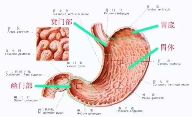 比较瘦的体型,他的胃的位置比较低于一些.