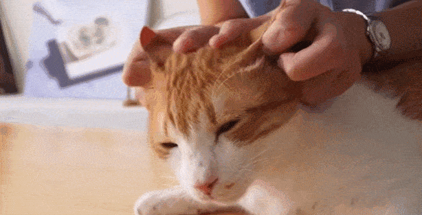 掌握这些基本步骤,给猫洗耳朵so easy!_手机搜狐网