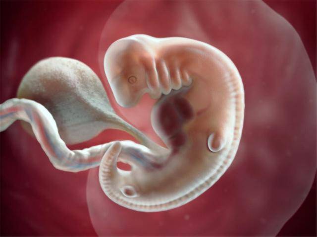 宝宝是如何在妈妈肚子里成长的?每个月的发育情况很神奇