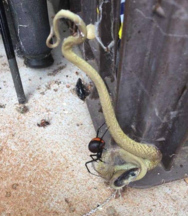 有一种恐怖,叫澳大利亚的蜘蛛.比毒蛇还要命!