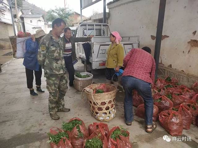 米甸镇克昌村:种下"软黄金",浇开"致富花"