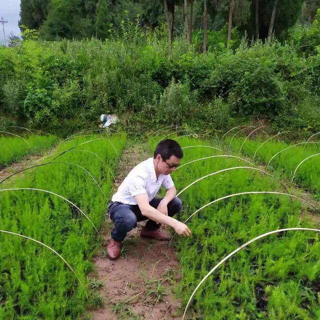 走进青木镇川新村芦笋种植基地 小小营养钵里的