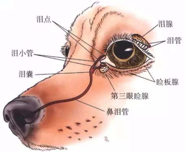 必须掌握的眼科知识-泪器解剖生理!