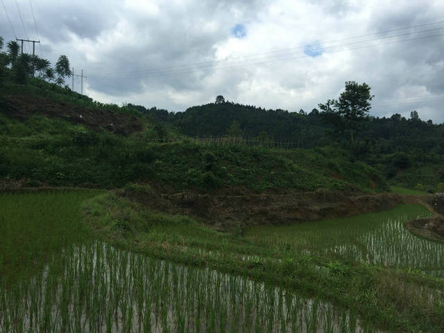 墓地风水:贵州百年风水福地龙吐珠穴,风水大师王君植在黔南看风水实拍