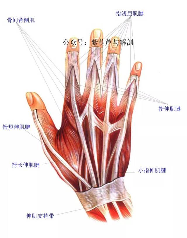 前臂与手部解剖肌肉图谱【高清】