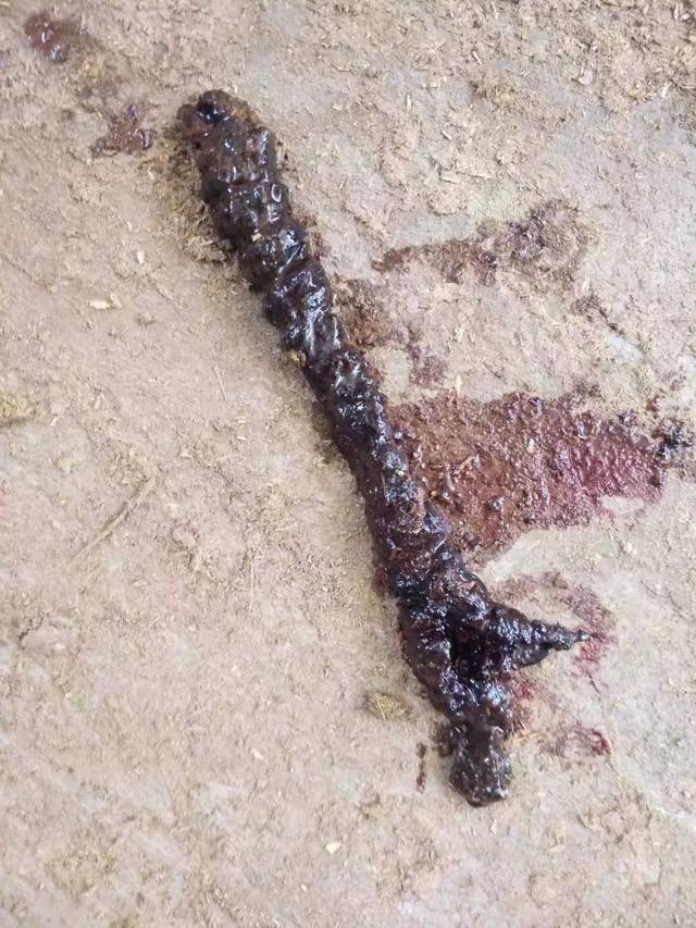 牛夏季运输应激反应典型案例