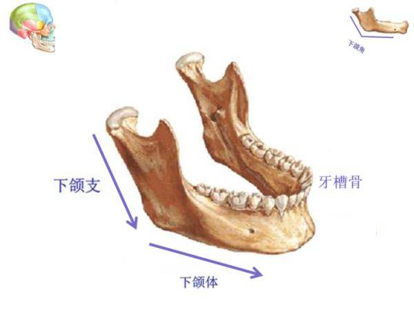 下面我们来看看下颌骨的总体特征,    下颌骨由下颌支,下颌体,牙槽骨