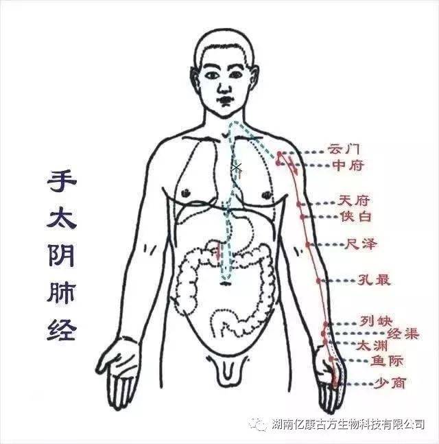人体十二大经络361个穴位讲解及功效