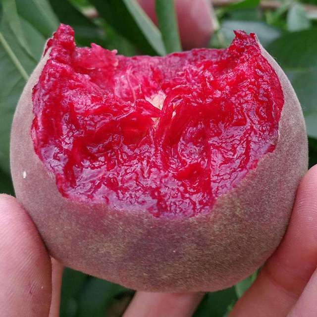 中桃24号红肉血桃新品种