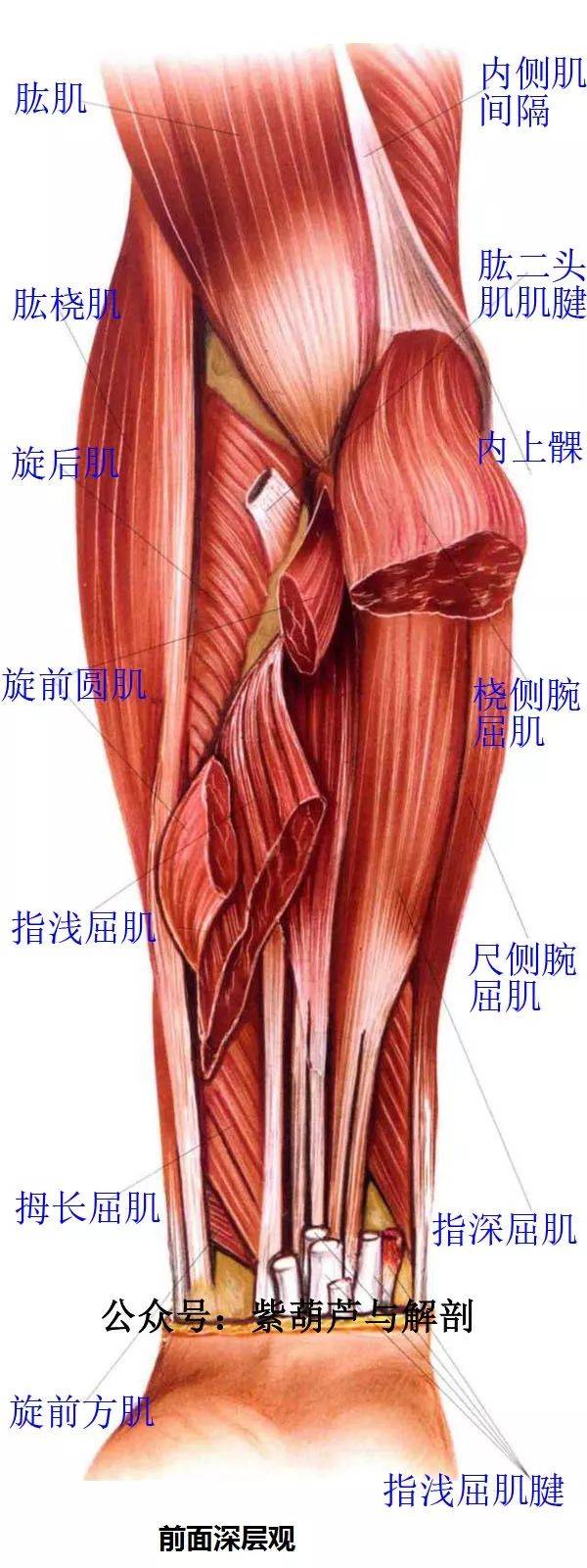 前臂与手部解剖肌肉图谱【高清】