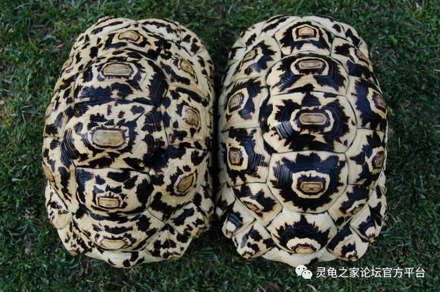 苏卡达象龟vs豹纹陆龟,到底选择哪个好呢?
