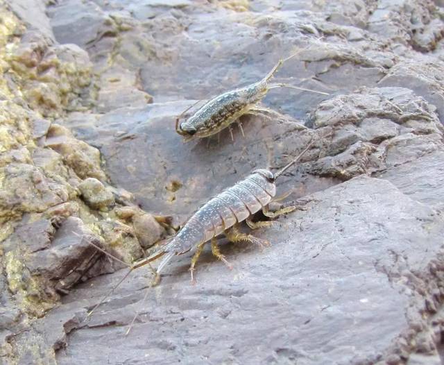 它们没有完美地进化成昆虫,依旧停留在大海的怀抱中,成为了甲壳类动物