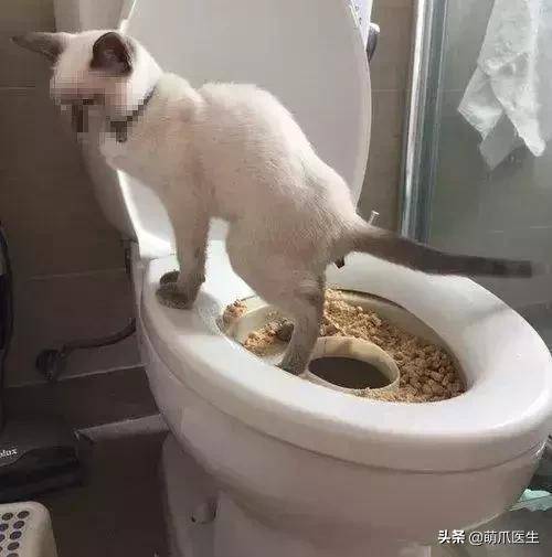 猫咪用马桶拉屎,掉下去了