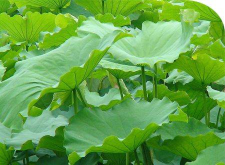 2019减肥明星产品10大植物提取物排行榜独家