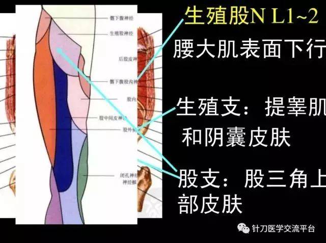 下肢神经解剖(超详细)