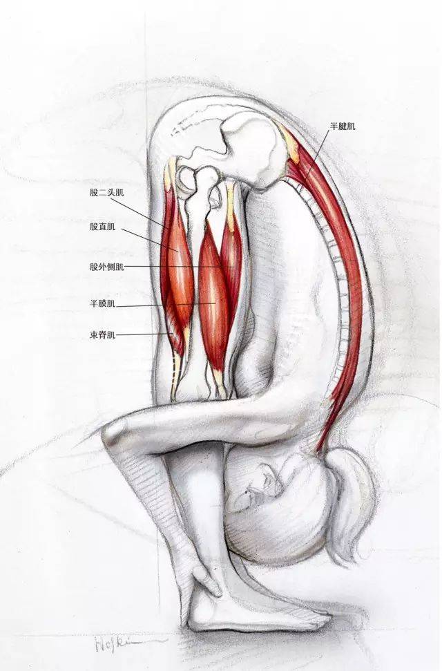 因此腘绳肌会收缩以保持骨盆的位置