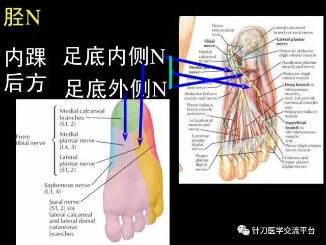 下肢神经解剖(超详细)