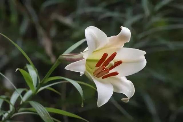 董卿、蒋雯丽深情朗诵《百合花开》